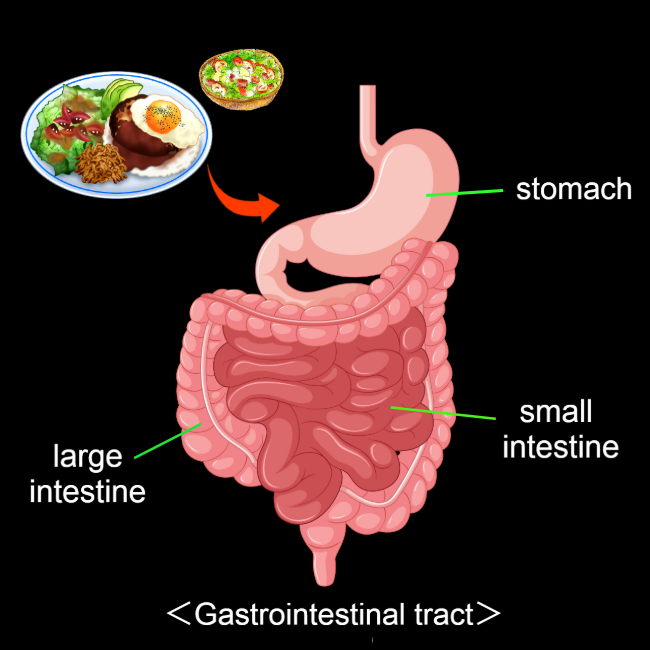 gastrointestinal tract