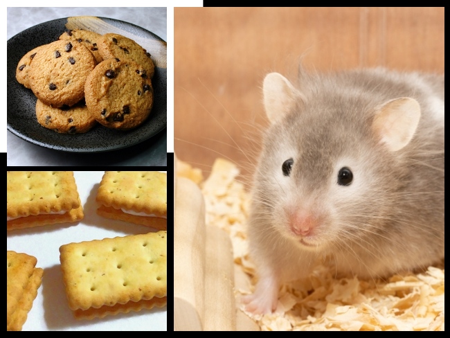 Diet-induced obesity in rats