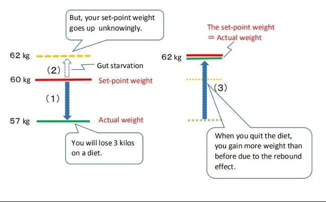 ダイエット太るメカニズム