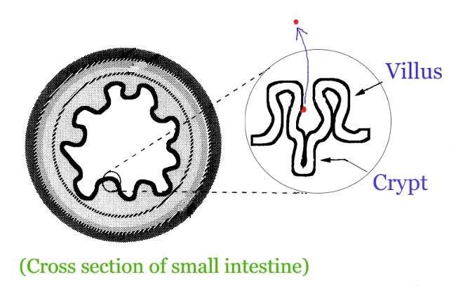 Cross section of small intestine