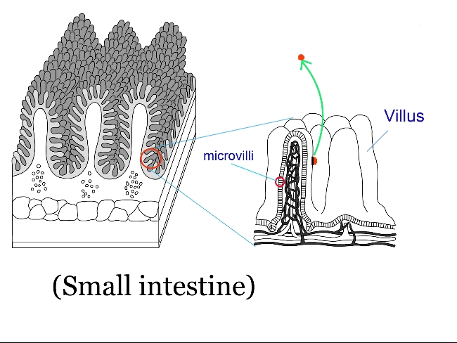 Small intestine and villus